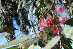 Eucalyptus leucoxylon